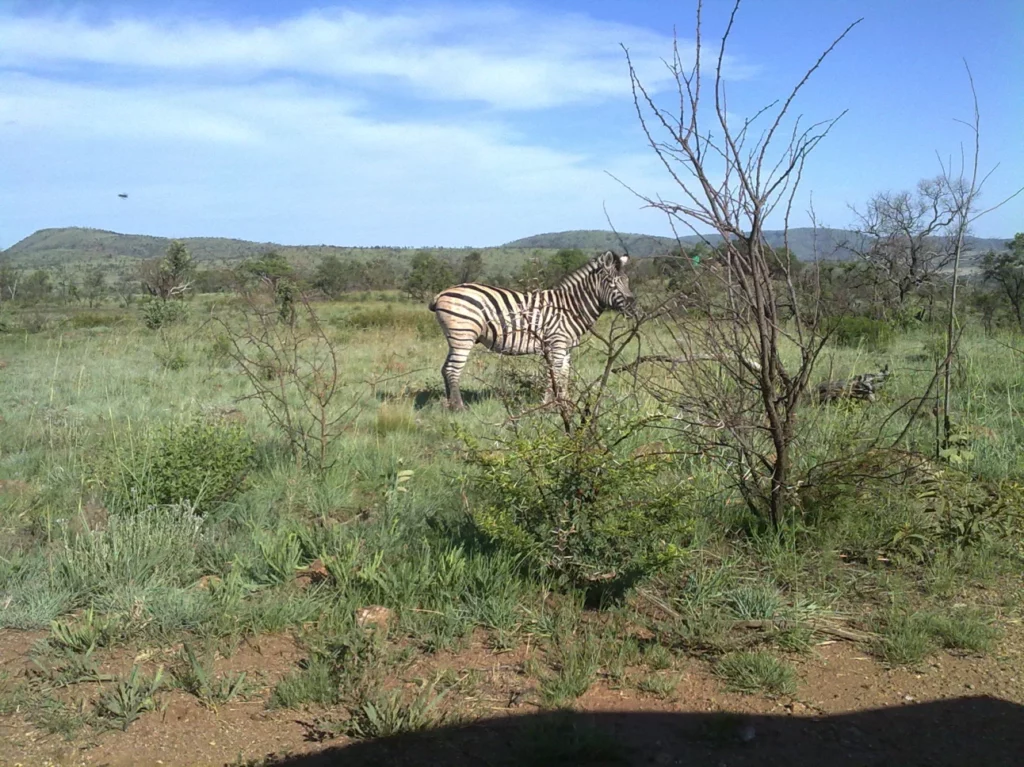 Pilanesberg, Zuid-Afrika | Claudia Goes Abroad